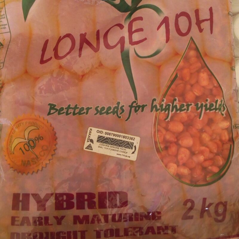 Longe 10h maize seeds image