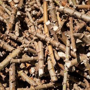 Cassava stem cuttings image