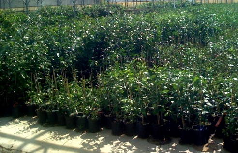 Hamlin citrus seedlings image