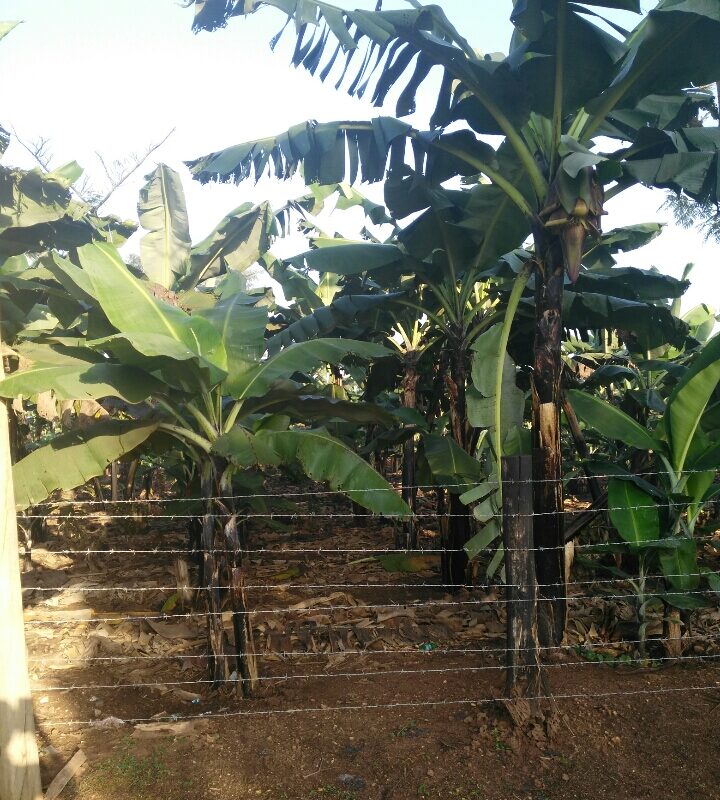 Gonja banana suckers image