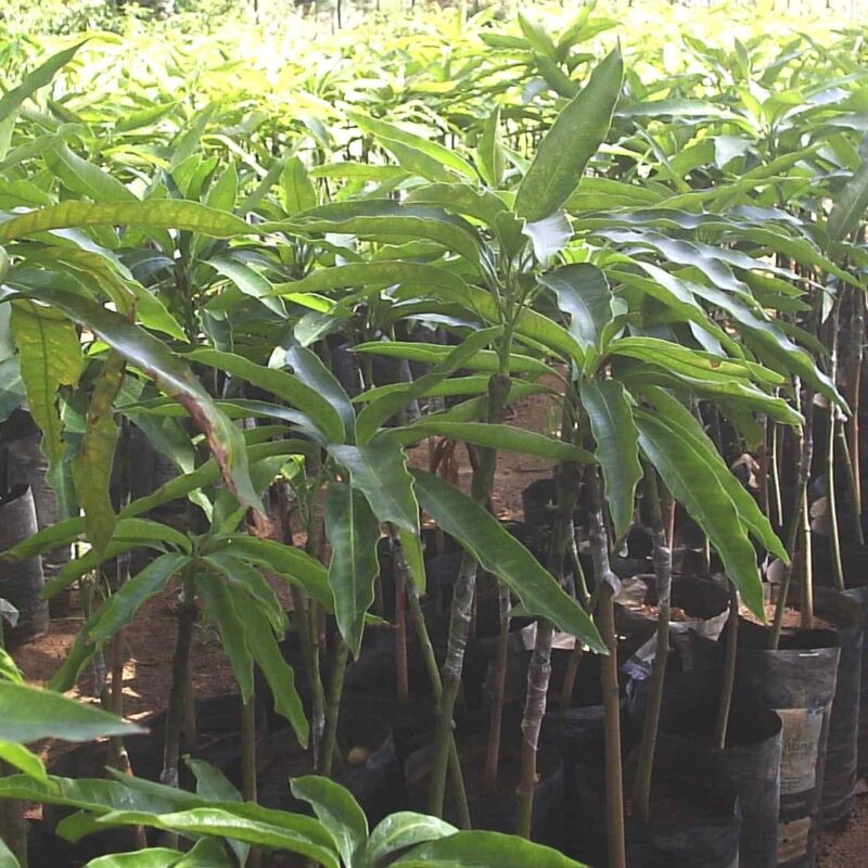 Apple mango seedlings image