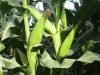 H520 maize seeds image
