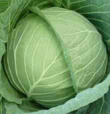 Gloria f1 cabbage seeds image