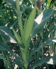 H513 maize seeds image