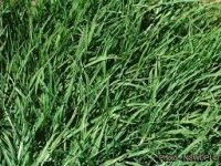 Kikuyu grass cuttings image