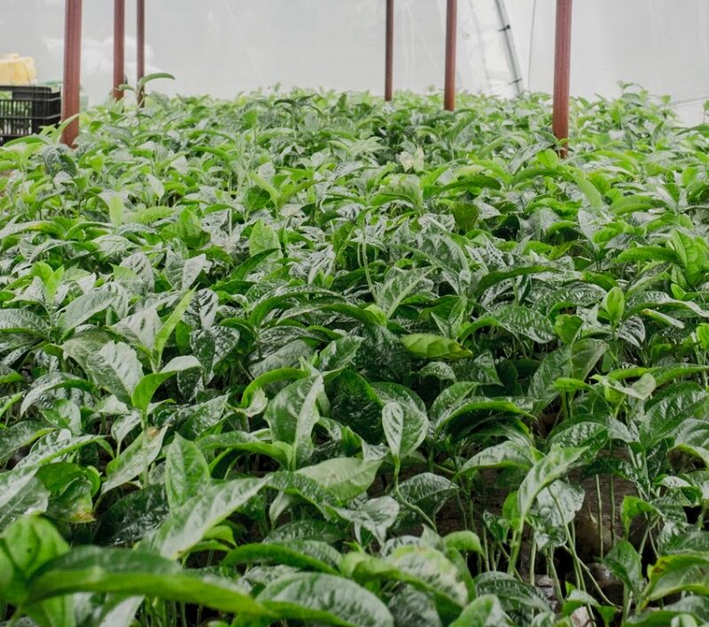 Purple passion fruit seedlings image