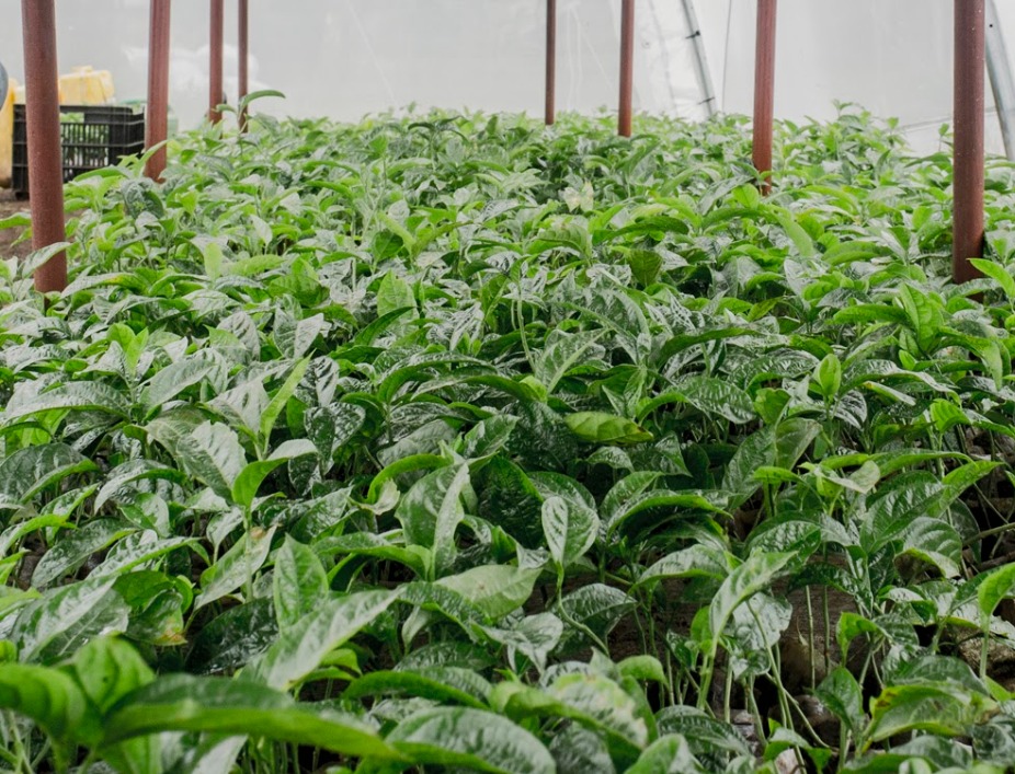 purple passion fruit seedlings Purple passion fruit seedlings image