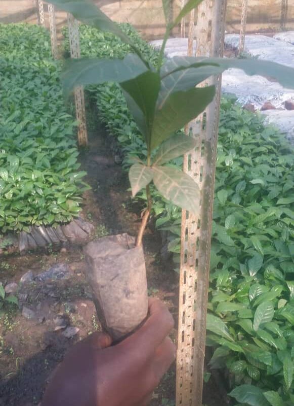 Elite coffee seedlings image