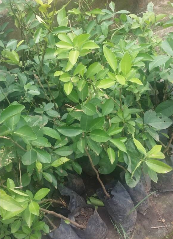 Lemon seedlings image