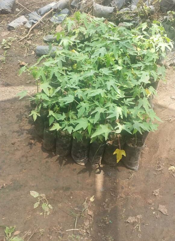 Pawpaw seedlings image